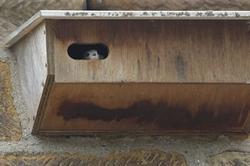 A Swiftlet peering out of a Swift Box