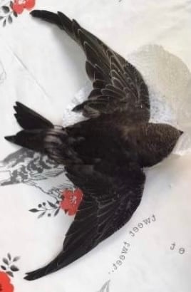Downed Swift 2