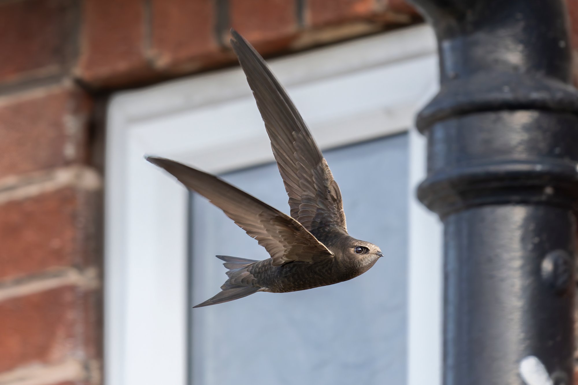 20250614-DSC09150 copy