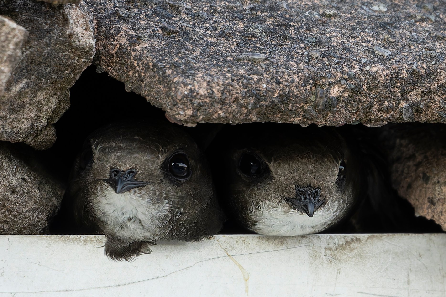 20250619-DSC01441 copy