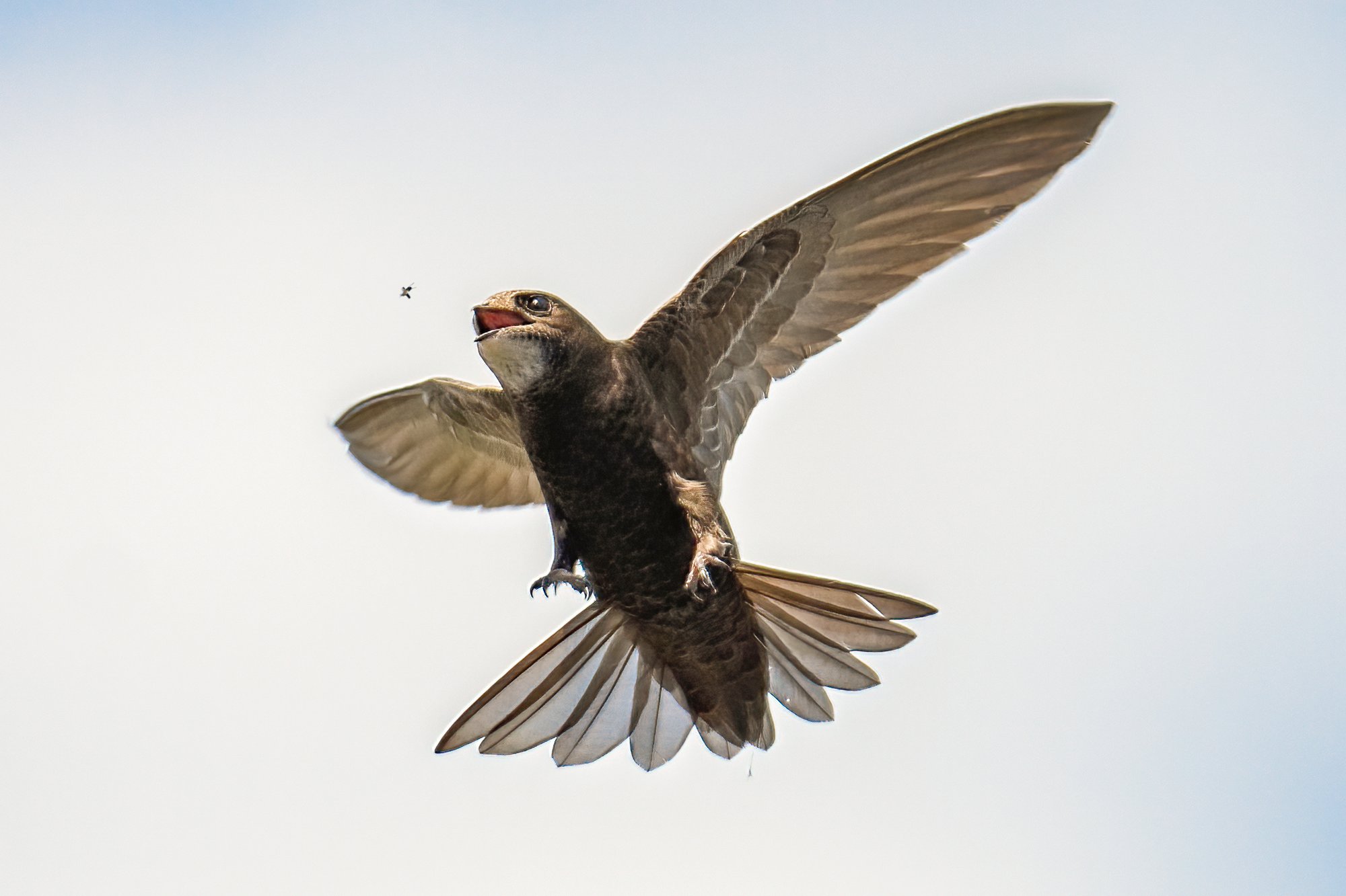 Understanding Swift Populations