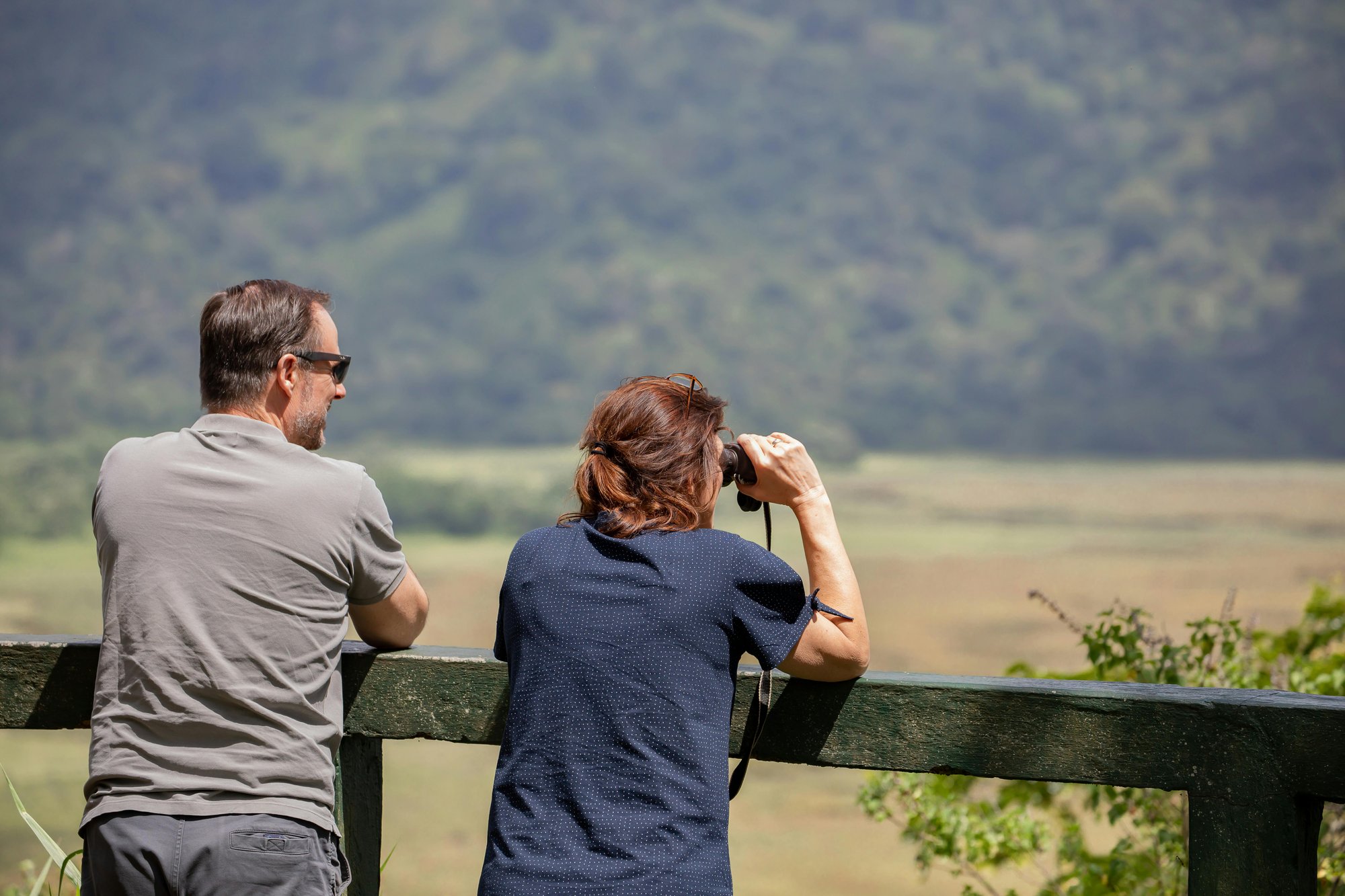 Surveying Swifts (Citizen Science)