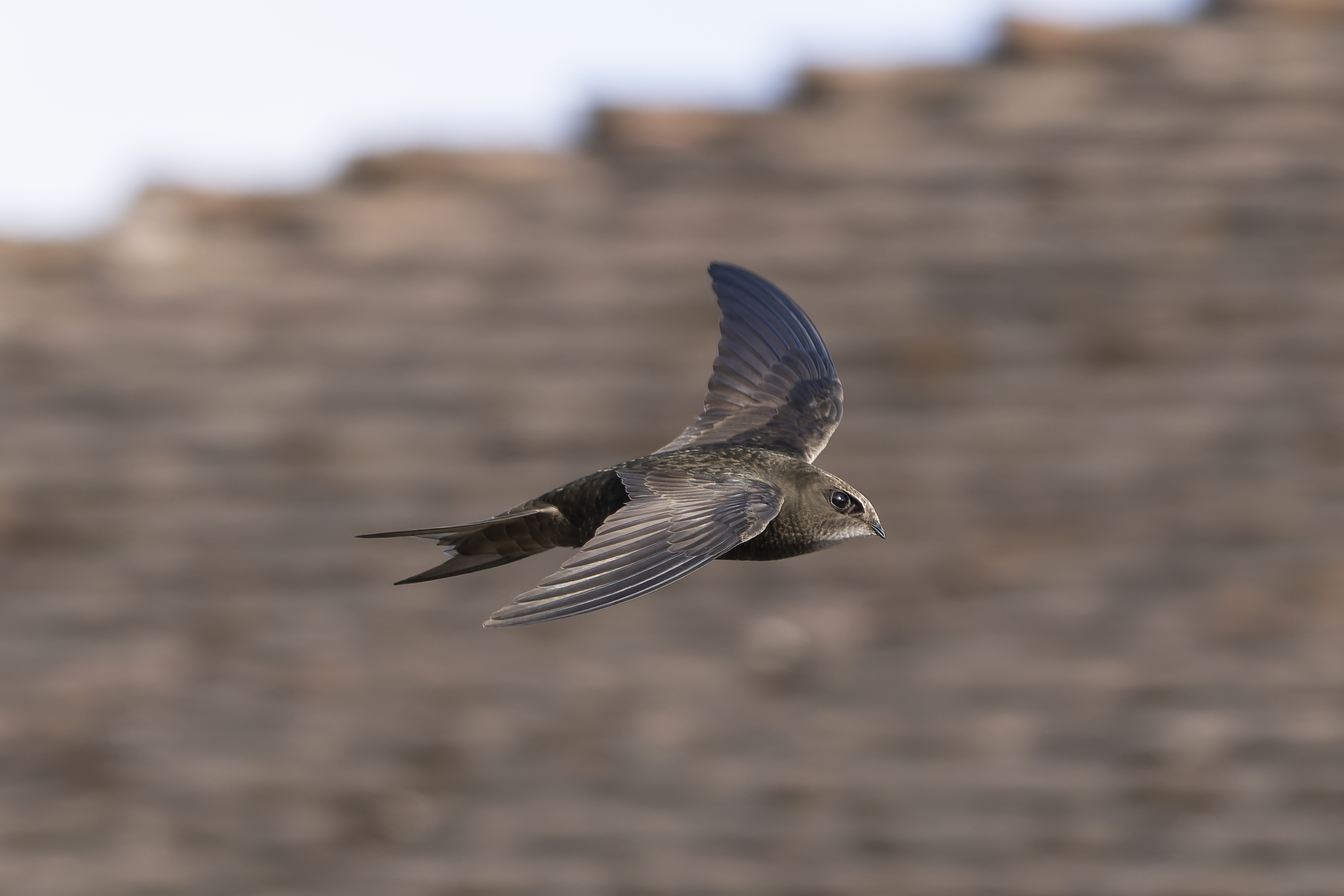 20250614-DSC09048 copy